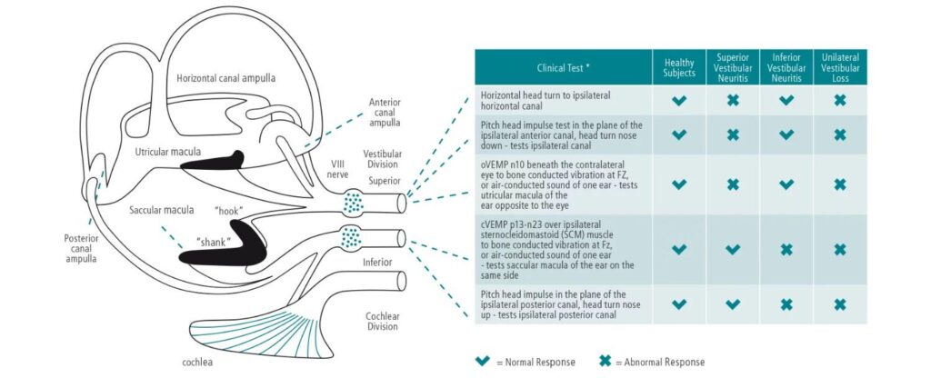 balance system in the ear