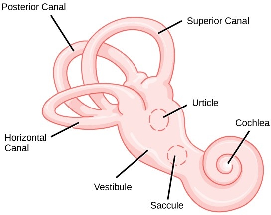 The structure of the vestibular labyrinth is shown